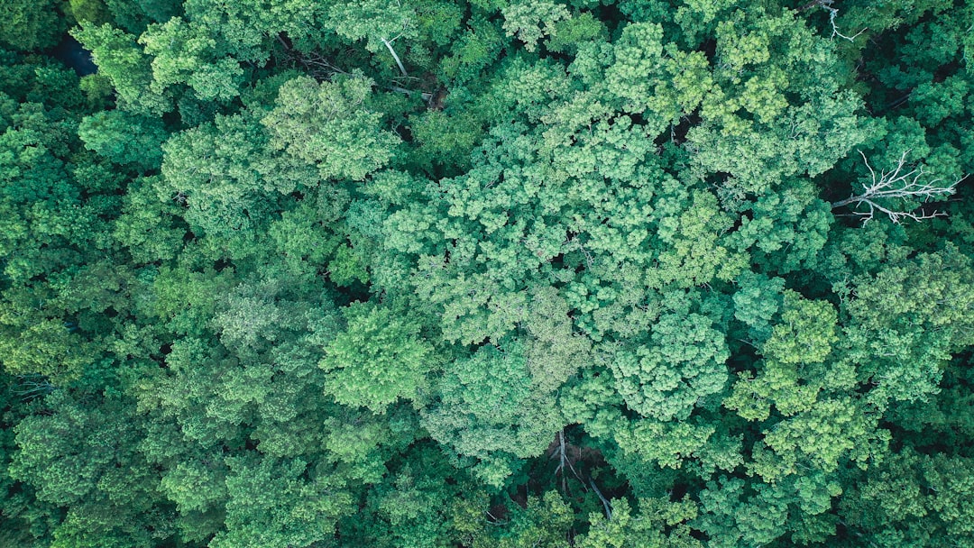Green forest canopy seen from above